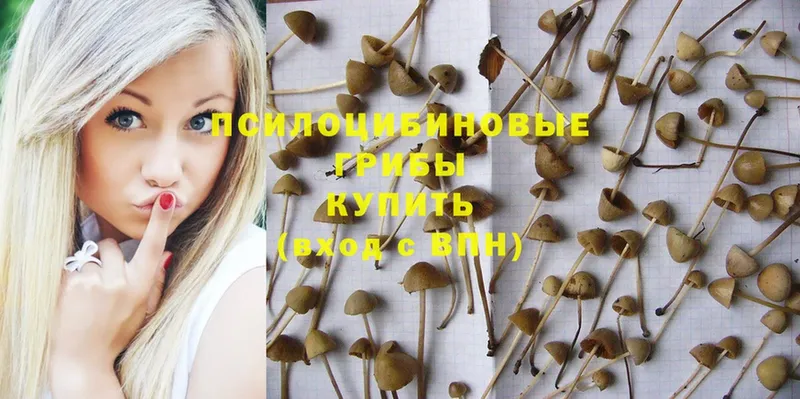 Галлюциногенные грибы GOLDEN TEACHER  хочу наркоту  Красноярск 